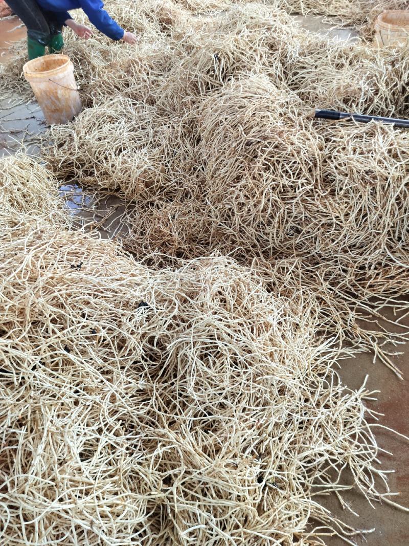 新货上市，量大品优，可长期供应，欢迎老板订购