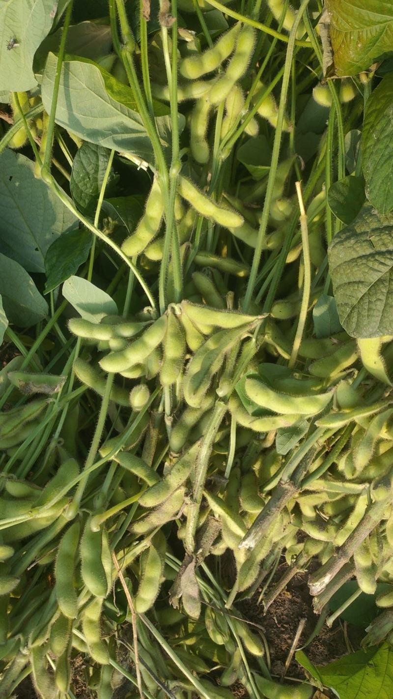 翠绿宝鲜毛豆荚
