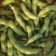 翠绿宝鲜毛豆荚