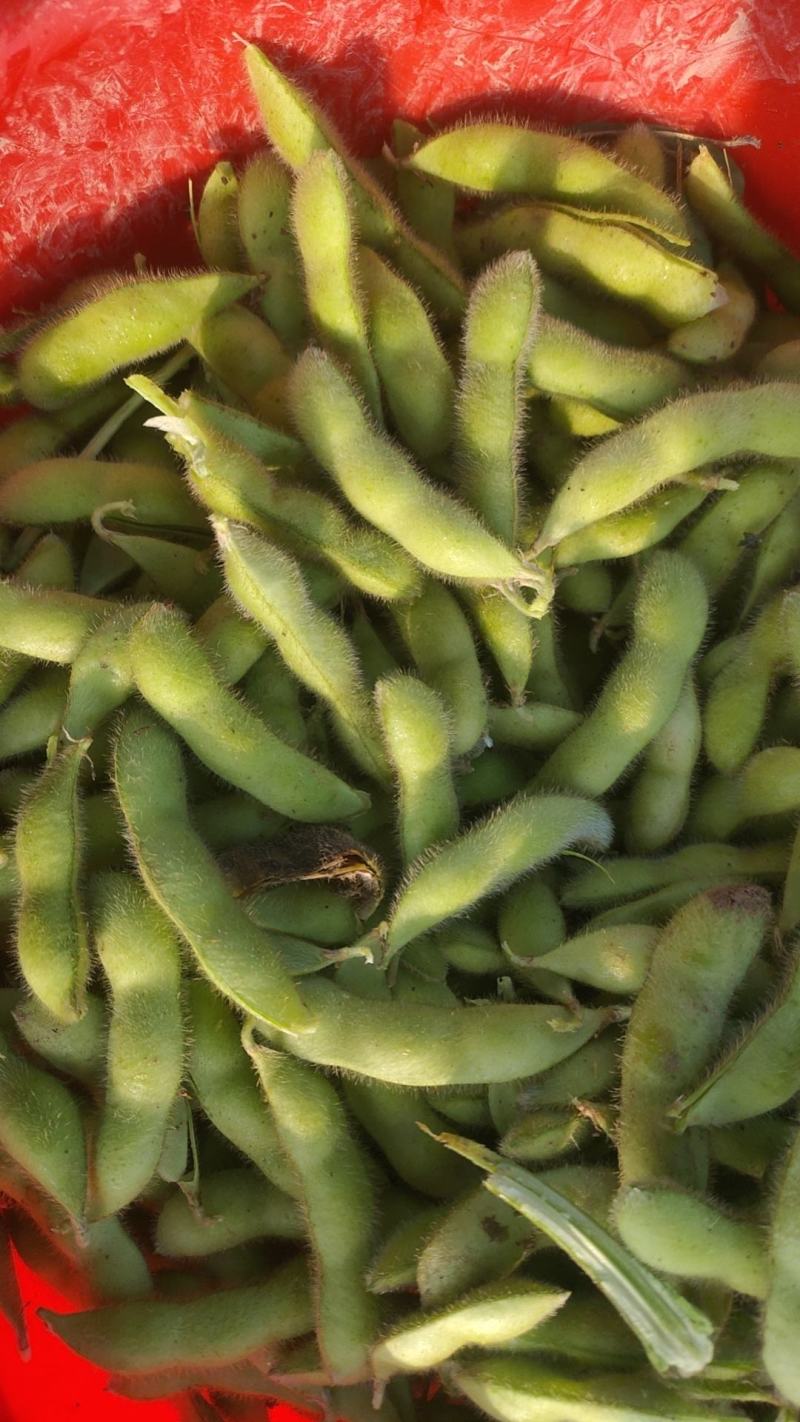翠绿宝鲜毛豆荚