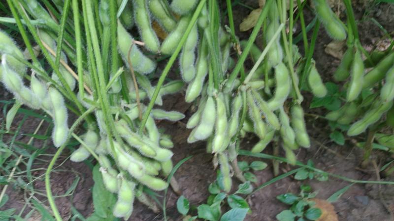 翠绿宝鲜毛豆荚