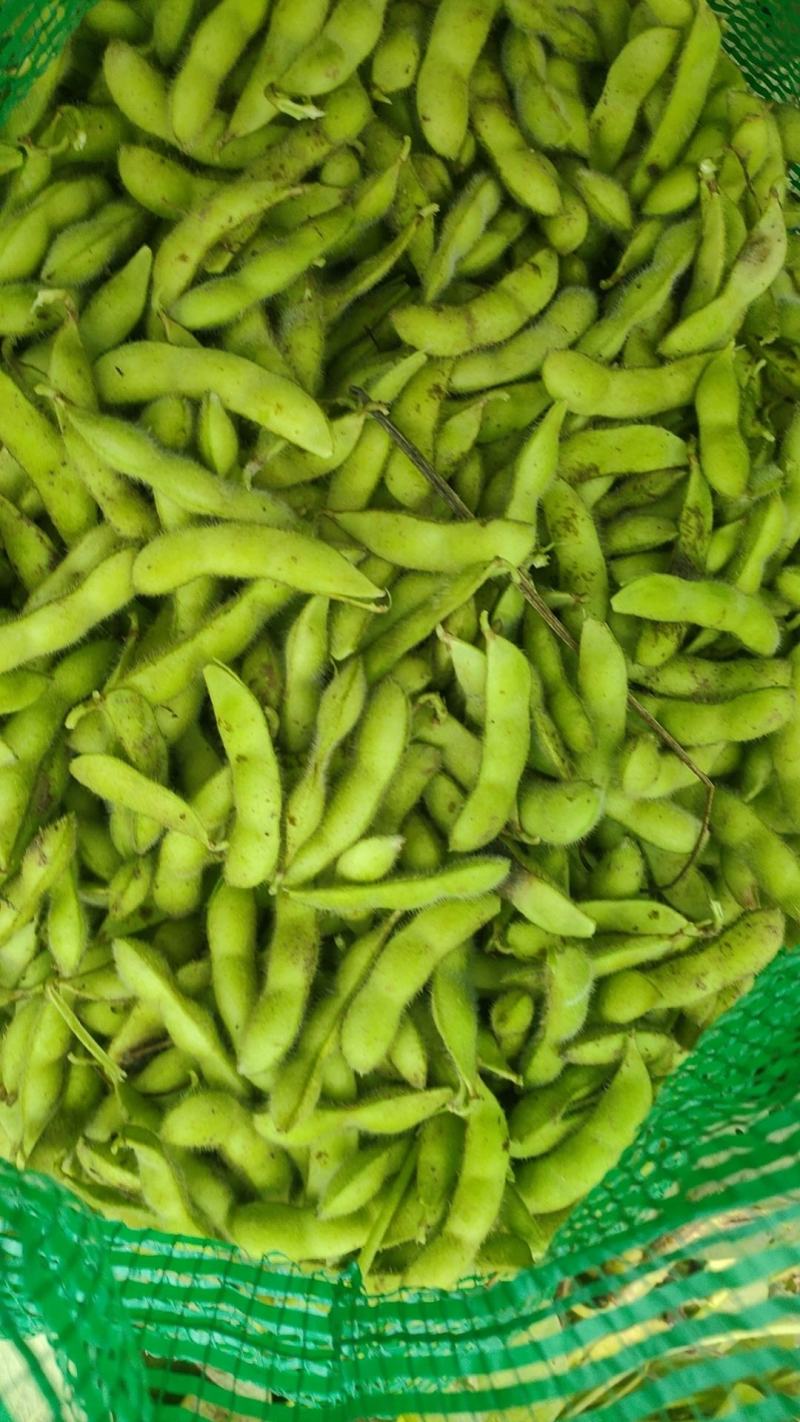 翠绿宝鲜毛豆荚