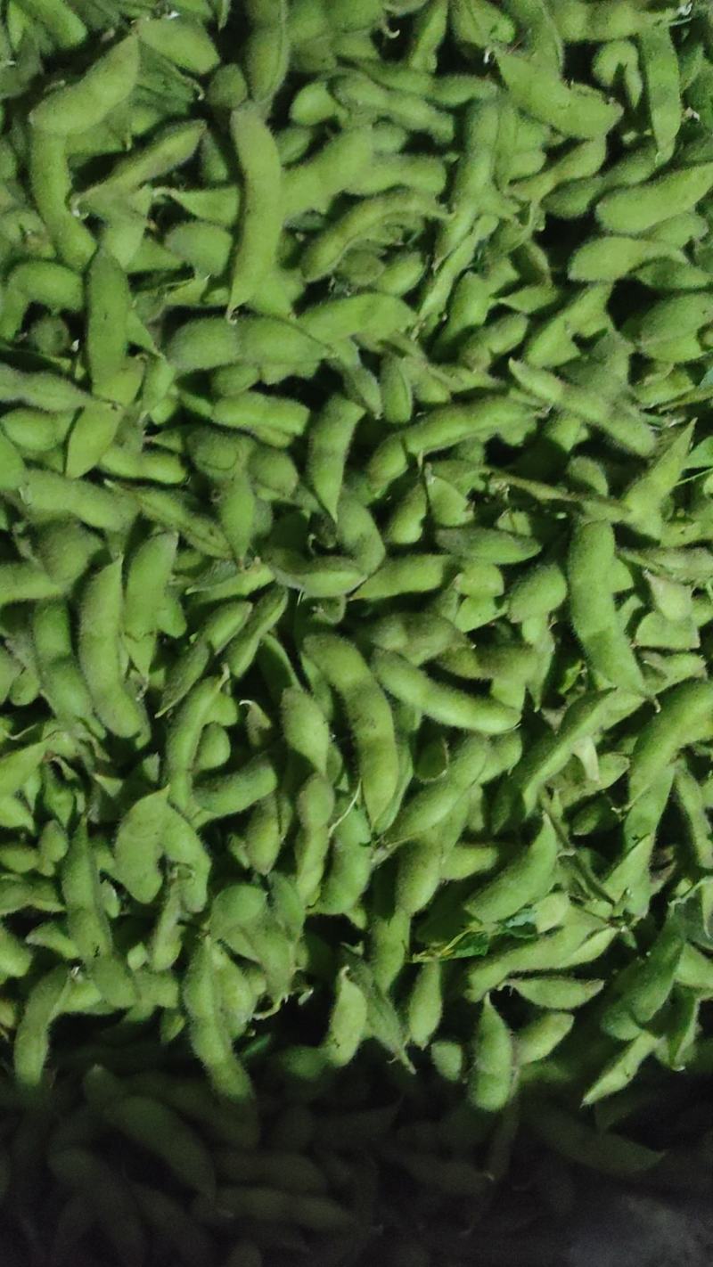 翠绿宝鲜毛豆荚