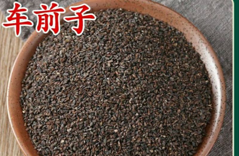 车前子道地中药材车前子干净无杂香味浓郁泡水泡茶
