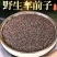 车前子道地中药材车前子干净无杂香味浓郁泡水泡茶