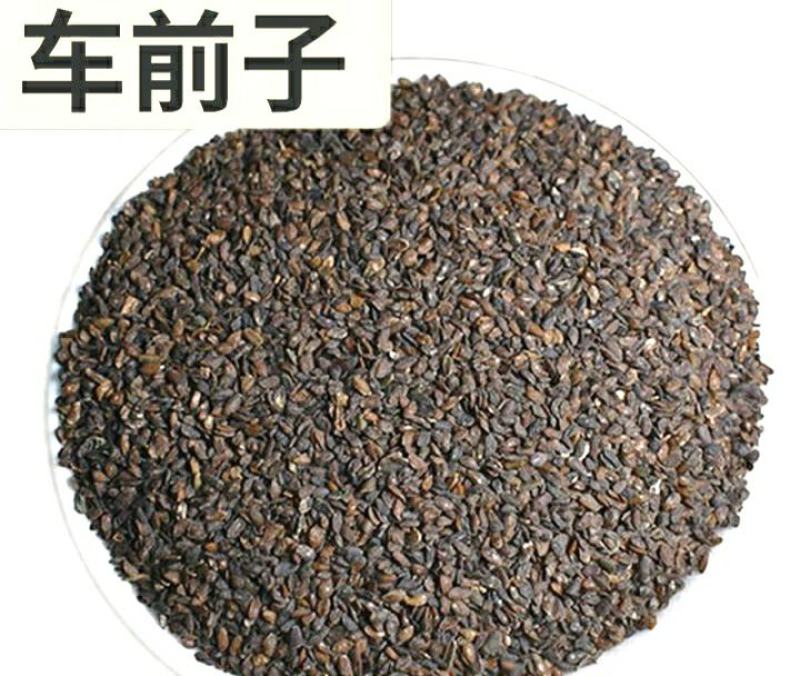 车前子道地中药材车前子干净无杂香味浓郁泡水泡茶