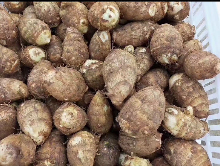 毛芋头与香芋对比图