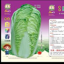 韩国进口抗抽苔白心大白菜种子，一手货源。