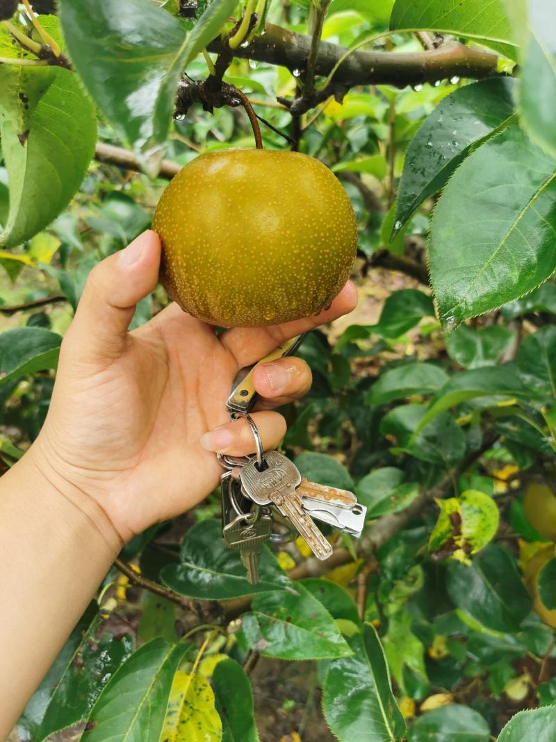 丰水梨套袋梨入口化渣口感清甜皮薄水分足诚信对接批发商超市