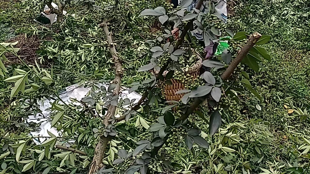 图片展示重庆江津花椒基地的机械化采收场景:一台履带式振动采收机正轻摇花椒树干,成熟果实落入下方收集网;两名工人在旁整理收集袋;远处为连片梯田种植的九叶青花椒林,天空晴朗,背景可见冷链物流车待装运。 花椒机械化采收作业图