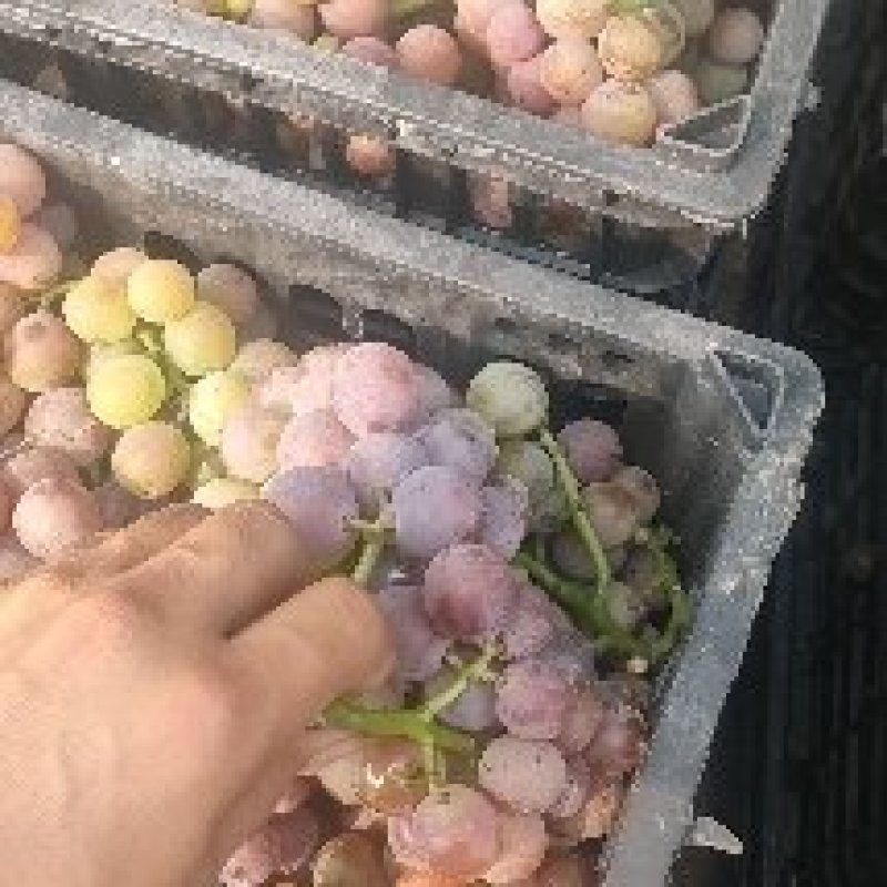 巨峰酒厂葡萄加工果