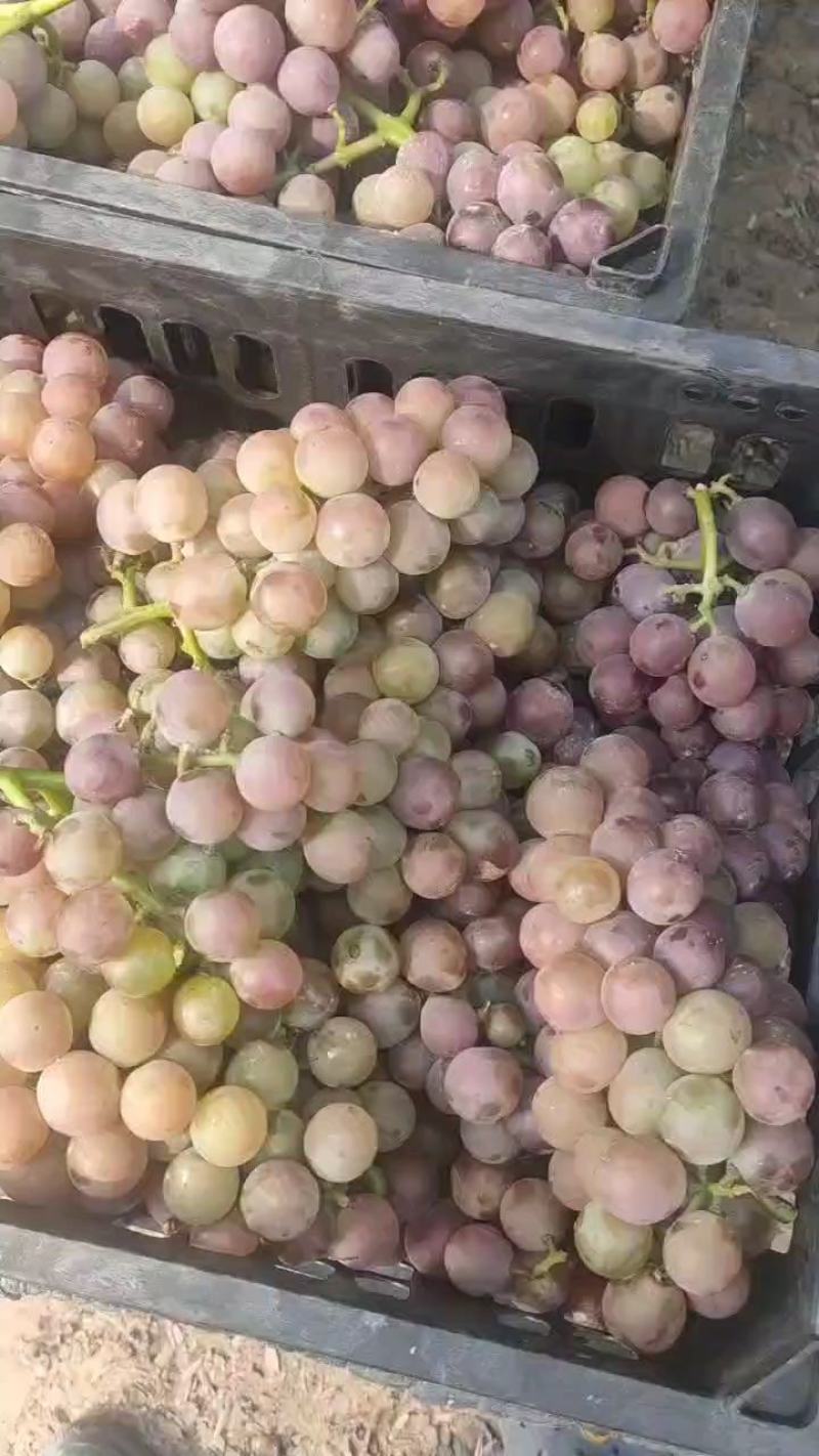 巨峰酒厂葡萄加工果