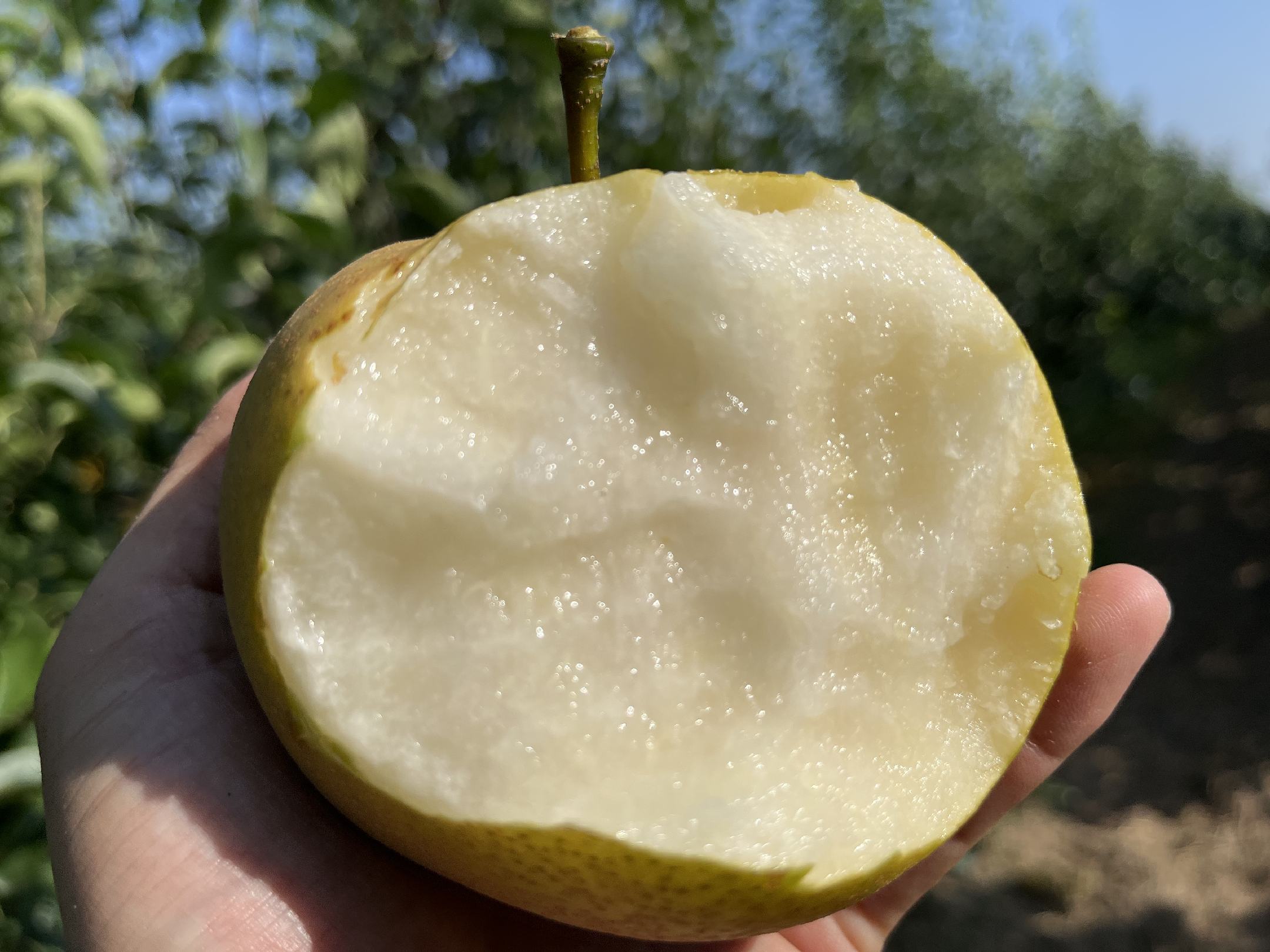 一颗新鲜的鸭梨,表皮呈黄绿色,表面有细小斑点,切开后露出白色果肉 鸭梨特写图