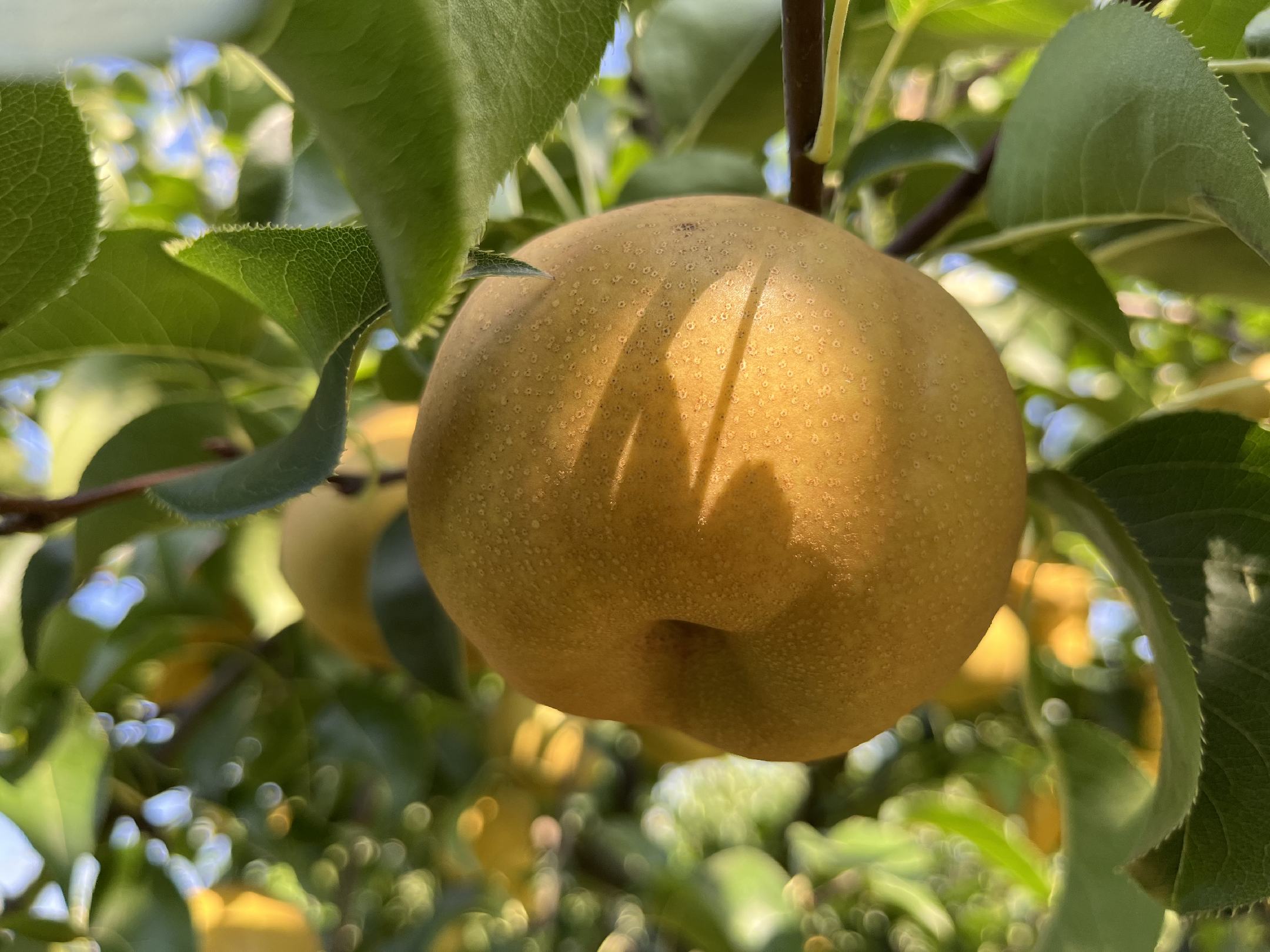 果园里,果农正在采摘金黄酥梨,阳光透过树叶洒在果实上,呈现出丰收的景象 果园里的酥梨采摘场景