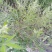 黄荆树