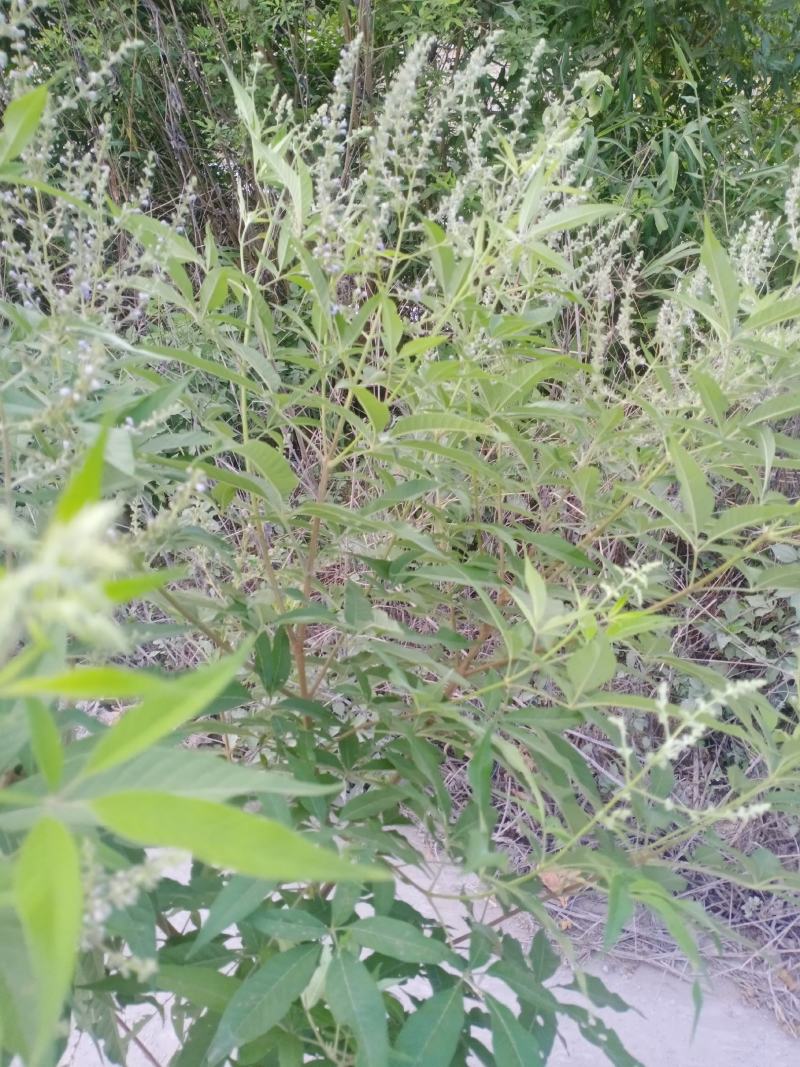 黄荆树