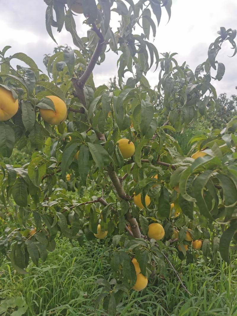 优质金皇后大量上市，有需要的老板快联系