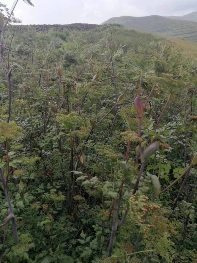 当归种子三年生当归籽产地直发一首货源技术支持