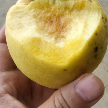 吉庆厚皮岭黄桃