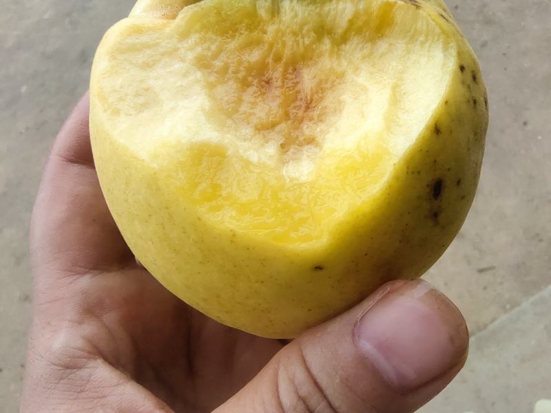 吉庆厚皮岭黄桃