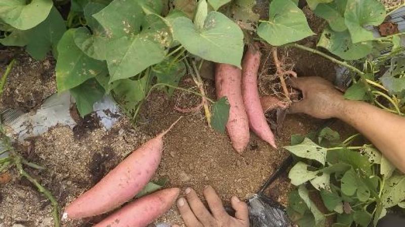 【牛商推荐】临沂沂蒙山丘陵烟薯25口感好型美欢迎咨询