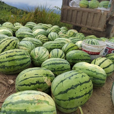 吉庆厚皮岭西瓜