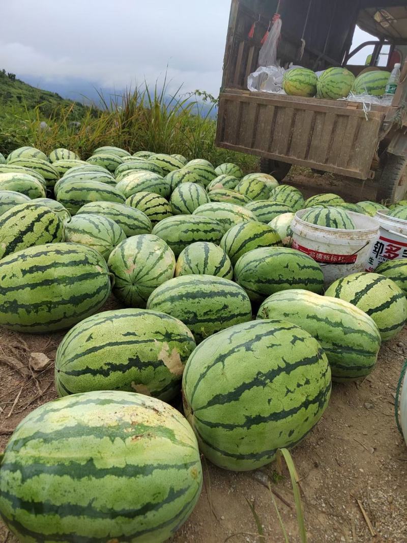 吉庆厚皮岭西瓜