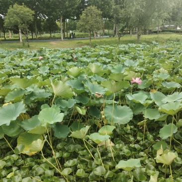 新鲜巴岩姜