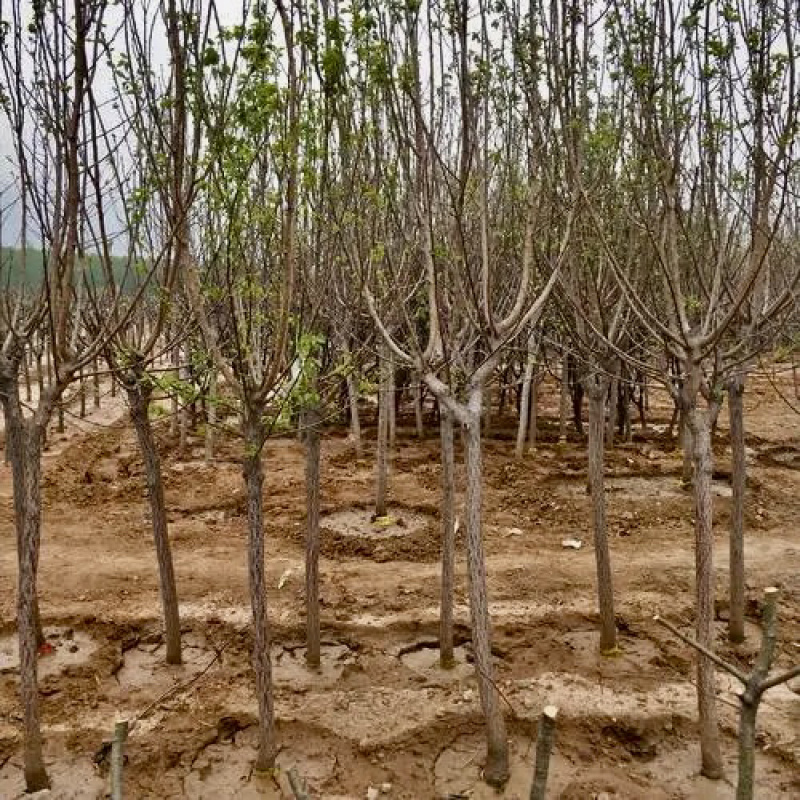 杏树，2公分3公分4公分绿化树