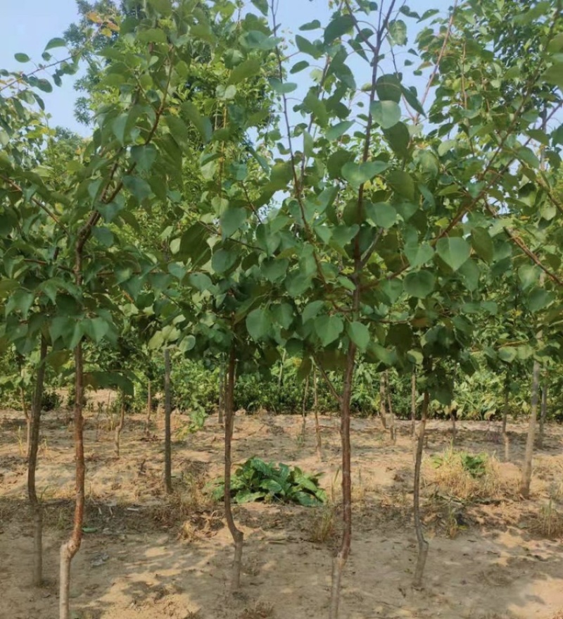 杏树，2公分3公分4公分绿化树