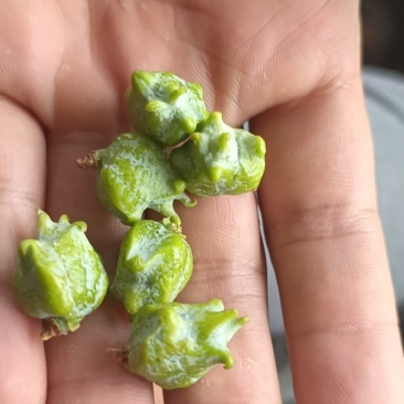 柏树籽