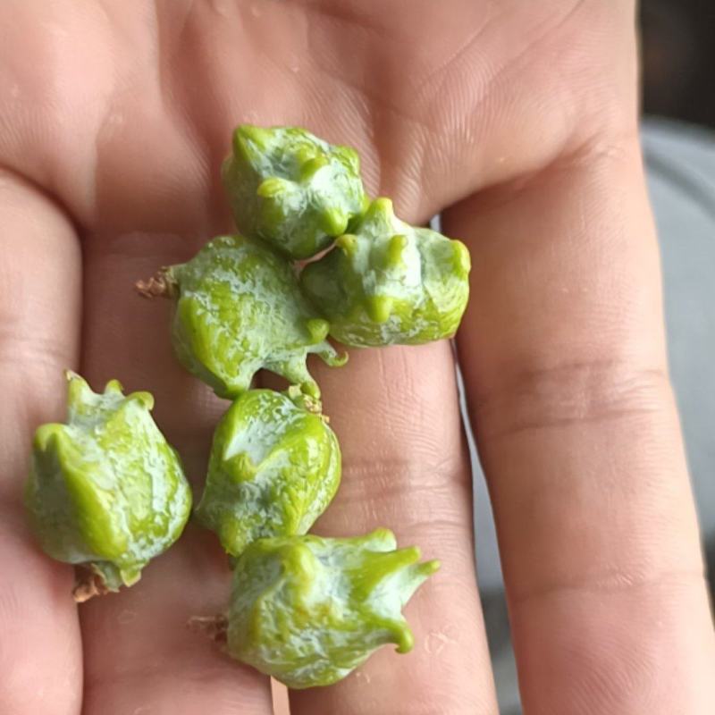 柏树籽