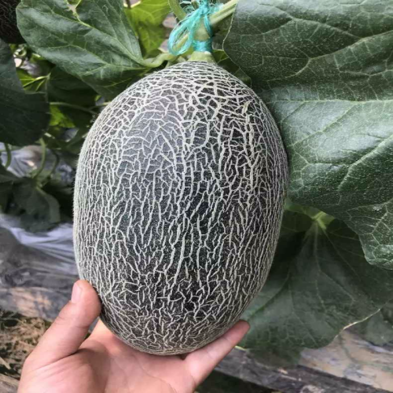 红心脆哈密瓜苗红心脆蜜瓜苗哈蜜瓜苗哈密瓜苗包回收