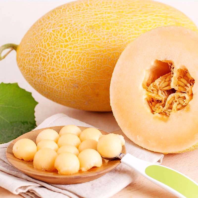 黄金蜜25号瓜苗银蒂蜜瓜苗哈蜜瓜苗哈密瓜苗包回收