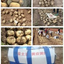 陕北优质土豆