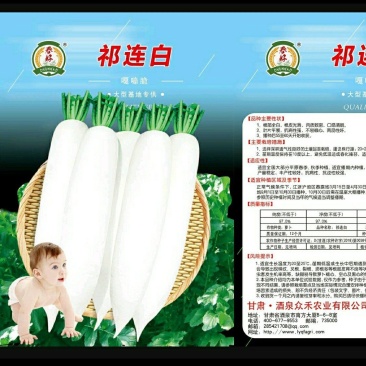 春秋两季白萝卜种子，基地直供。