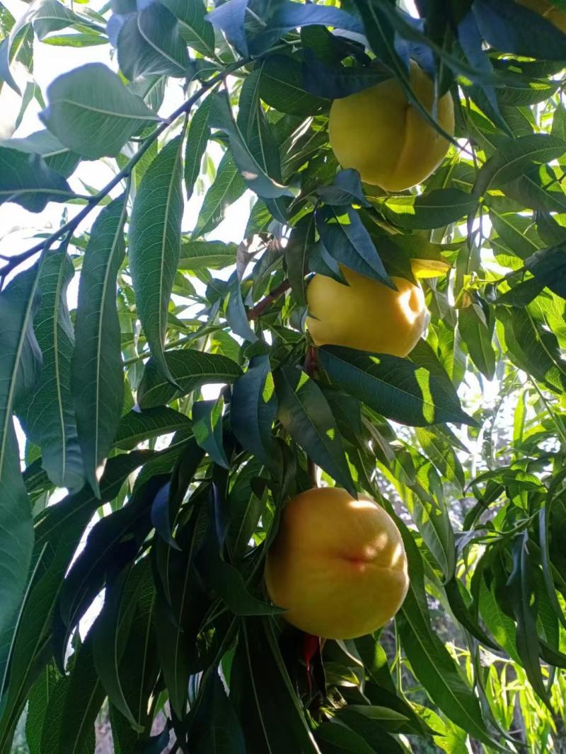 黄金蜜3号黄桃