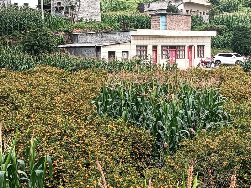 刺梨