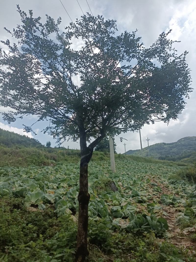 百年黄杨，独一根，对眼缘，希望找到有缘者