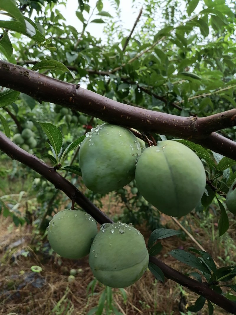 基地直供青奈李200吨