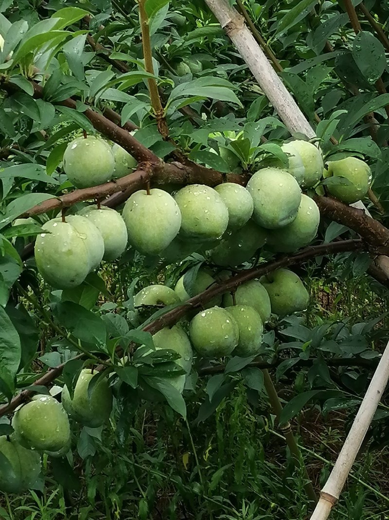 基地直供青奈李200吨