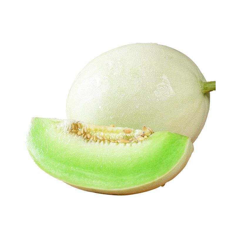 玉姑甜瓜苗圆网甜瓜苗玉菇苗绿肉正圆，冰淇淋甜瓜苗