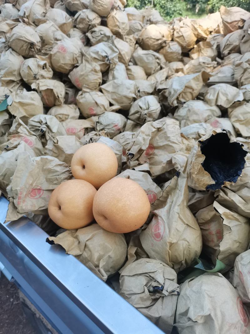 圆黄梨口感细嫩化渣，个头大