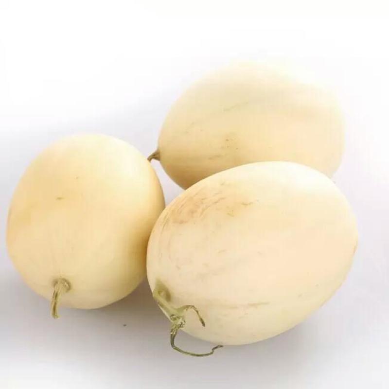 白莎蜜甜瓜苗白沙蜜嫁接甜瓜苗白沙蜜香瓜苗包回收