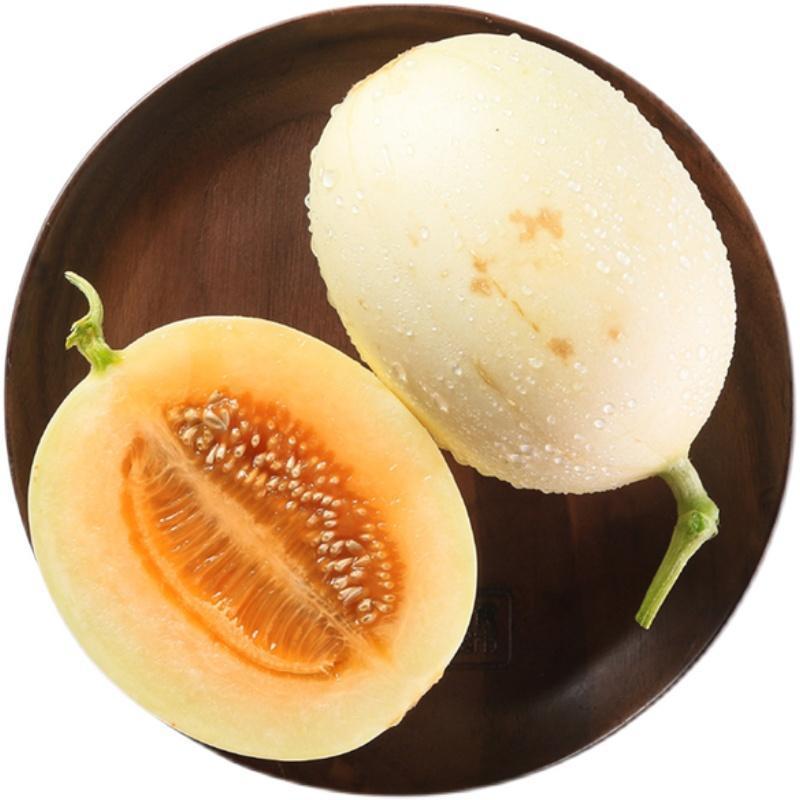 白莎蜜甜瓜苗白沙蜜嫁接甜瓜苗白沙蜜香瓜苗包回收