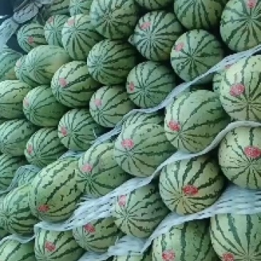 甘肃石头瓜