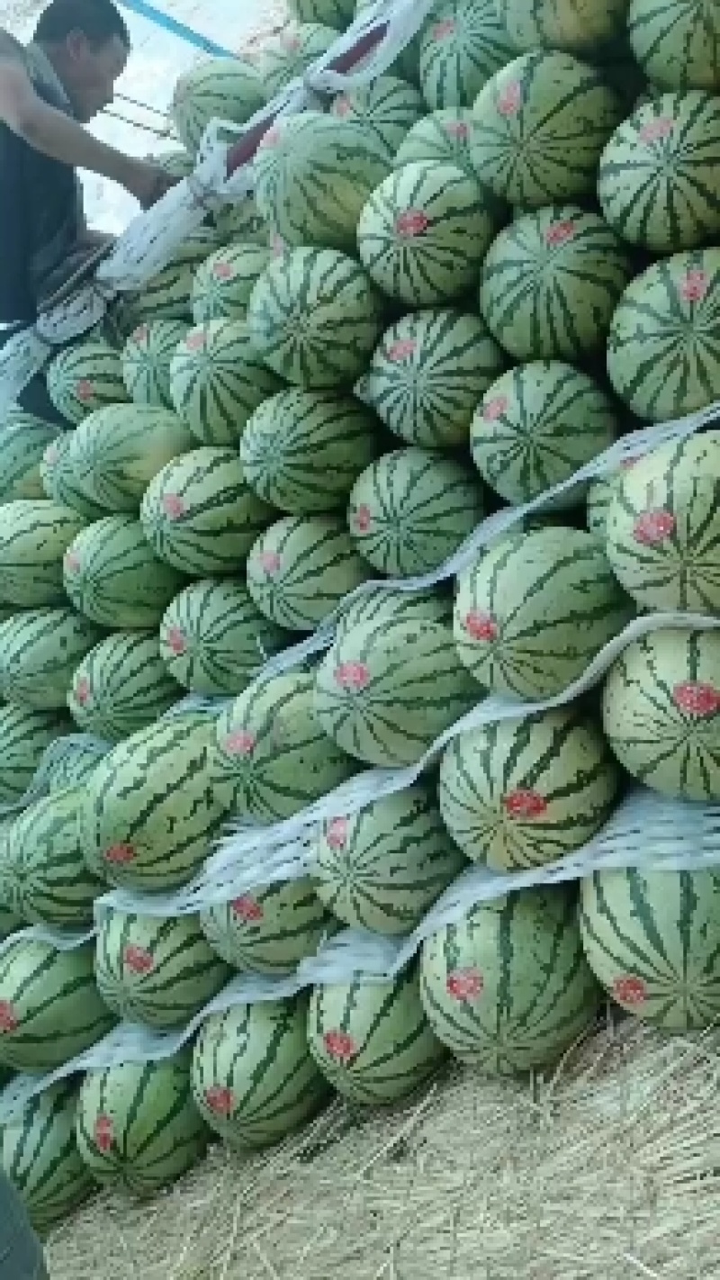 甘肃石头瓜