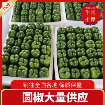 【优选】圆椒青椒大量上市整车代发货源充足全国发货欢迎采购
