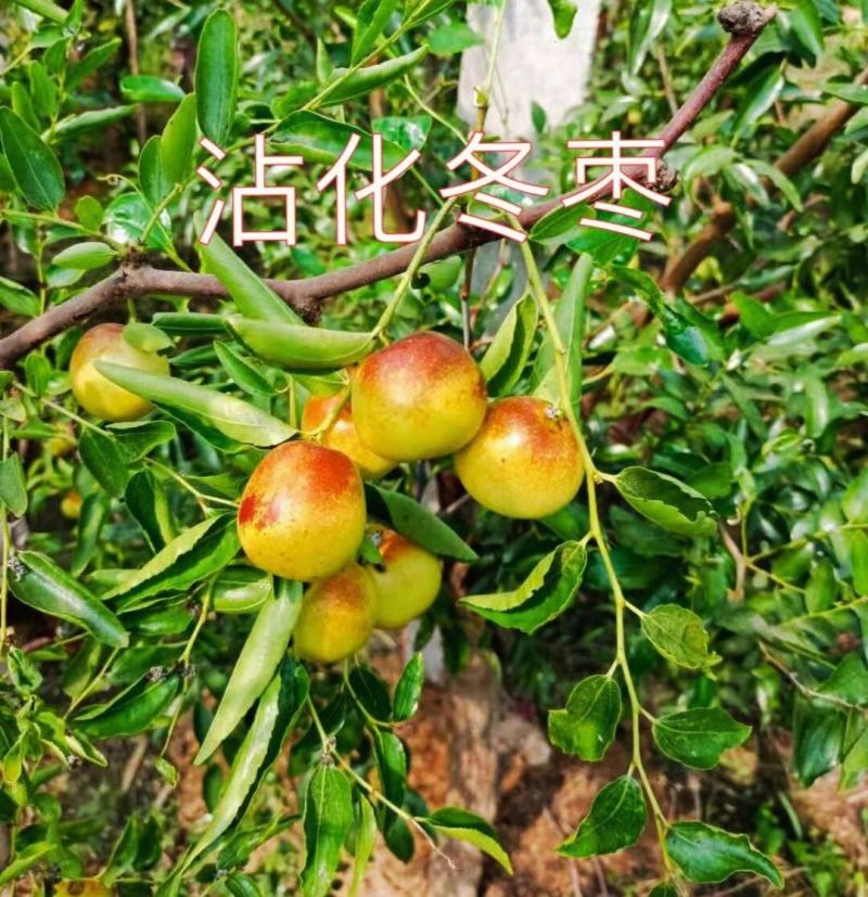 沾化冬枣~一件代发~抖音~快手~拼多多~各大电商平台