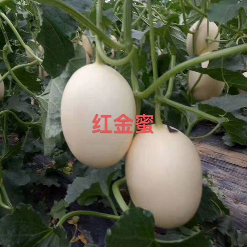 红金蜜苗香瓜苗红金蜜嫁接甜瓜苗红金蜜甜瓜苗包回收